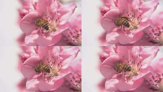 春天桃花盛开蜜蜂采蜜（5）高清在线视频素材下载