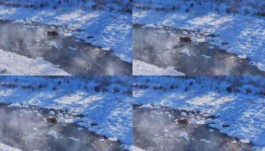航拍冬季阿尔山不冻河景观高清在线视频素材下载