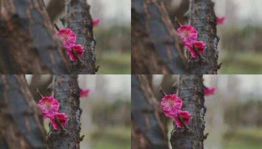 盛开的红梅花朵绽放高清在线视频素材下载