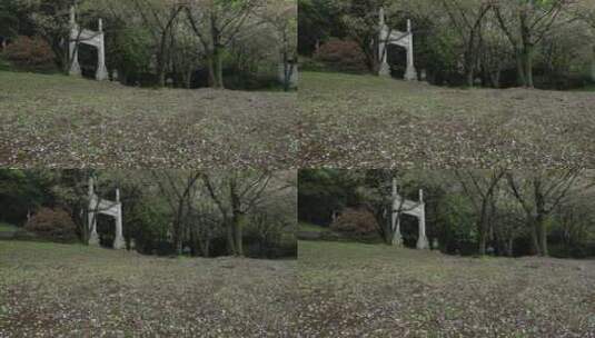 春天春雨樱花林樱花飘落凋零 梦幻花瓣雨高清在线视频素材下载