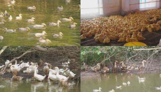 鸭子养殖高清在线视频素材下载