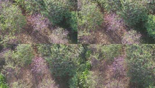 春天紫荆花盛开航拍高清在线视频素材下载