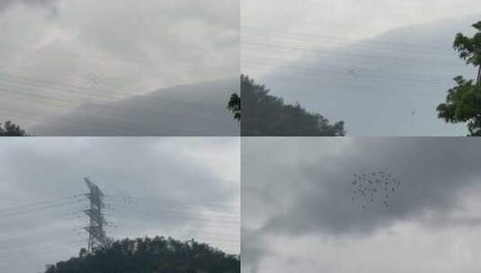 天空鸽子【120帧】阴天天空一群鸟儿飞过高清在线视频素材下载