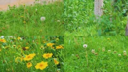 植物园公园户外植物小草青草花朵蝴蝶蜜蜂采高清在线视频素材下载