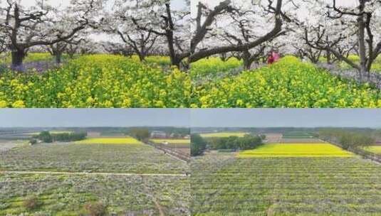 梨花树下油菜花高清在线视频素材下载