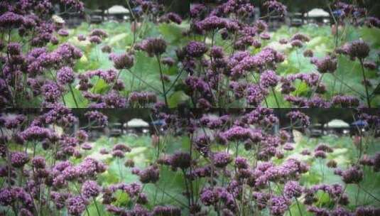 夏天紫色马鞭草花朵盛开蝴蝶采蜜飞舞高清在线视频素材下载