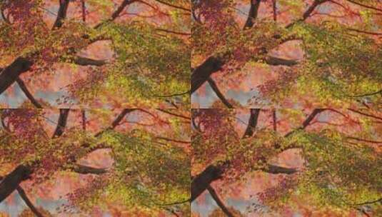 秋天 枫树水中倒影高清在线视频素材下载
