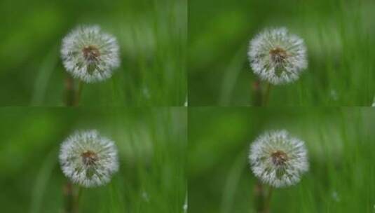 田野绿色植物高清在线视频素材下载