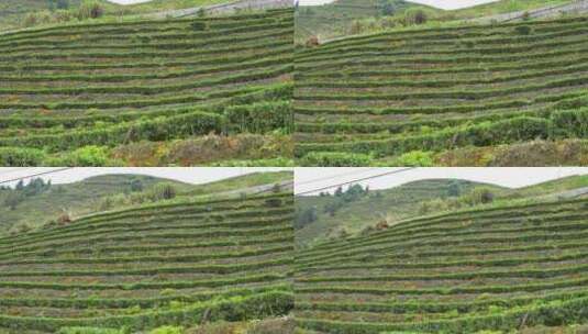 山地茶叶种植实拍高清在线视频素材下载