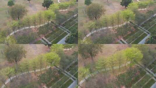 春天绿树下的小径航拍高清在线视频素材下载