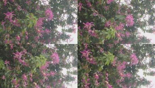 实拍盛开的鲜花花朵风景高清在线视频素材下载