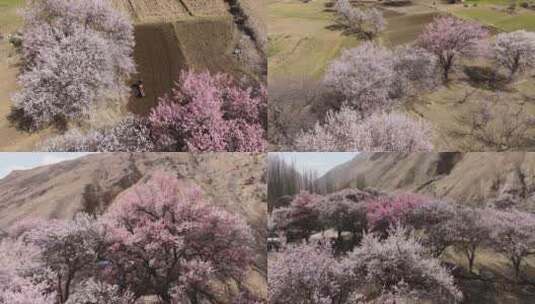 新疆喀什 春天开花 杏花村盛开 一片花树高清在线视频素材下载