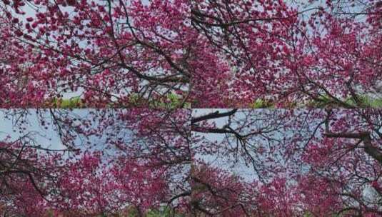 春天洛阳隋唐遗址植物园公园内樱花开放高清在线视频素材下载