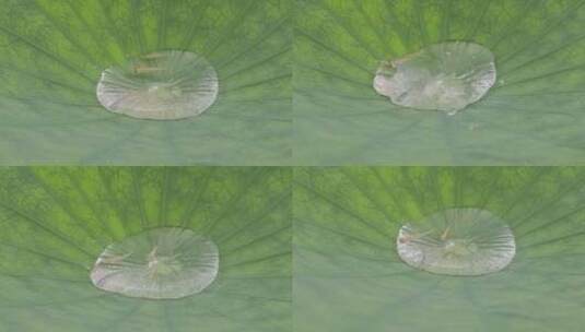 雨水嘀嗒莲叶水珠里的小锦鲤，微距特写高清在线视频素材下载