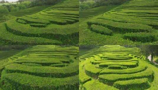 种植园，梯田，茶，绿色高清在线视频素材下载