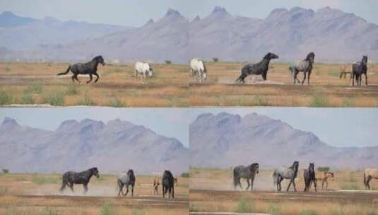 野马，牧场， Onaqui马群，山脉高清在线视频素材下载