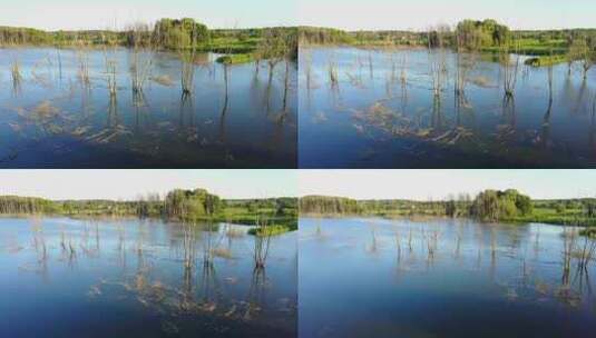 洪水泛滥地区的枯树伸出水面高清在线视频素材下载