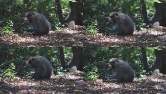 Vervet Monkey，吃，地面，南高清在线视频素材下载