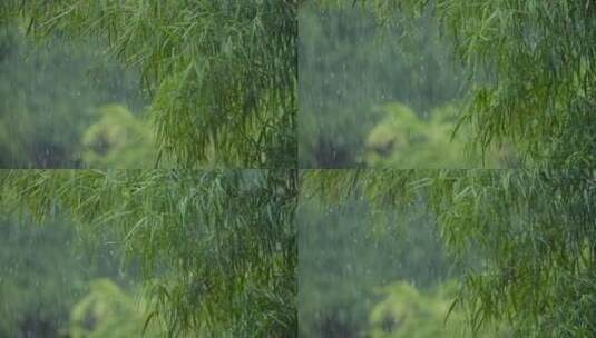 大雨中挥舞树叶高清在线视频素材下载