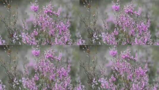 花园里的花高清在线视频素材下载