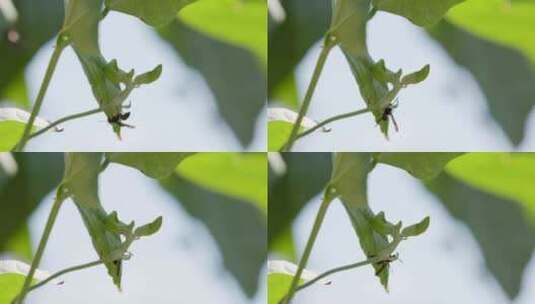 烈日下的黄蜂在绿叶嫩芽上爬行特写高清在线视频素材下载