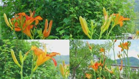 合集黄花菜萱草金针菜美食食物新鲜蔬菜高清在线视频素材下载