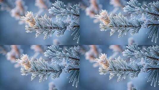 霜降冬日冰雪覆盖的松树枝积雪白雪严寒小寒高清在线视频素材下载