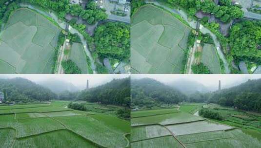 天台国清寺的水稻田 秧苗高清在线视频素材下载