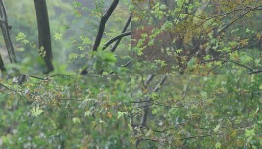 狂风暴雨天气高清在线视频素材下载