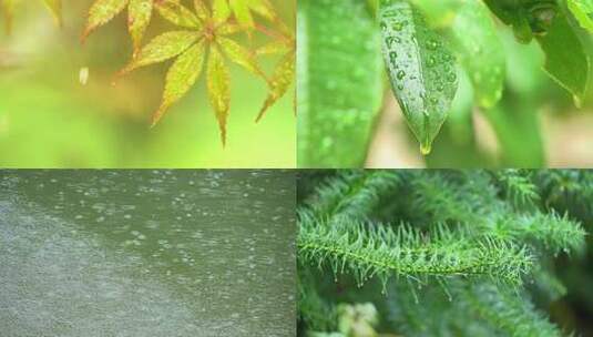 春雨下雨雨水雨滴清明谷雨惊蛰高清在线视频素材下载