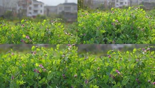 相机高清摄农村菜田豌豆花开(6)高清在线视频素材下载