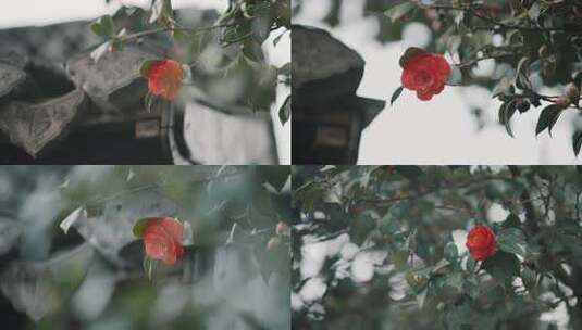 枝头绽放的红色山茶花高清在线视频素材下载