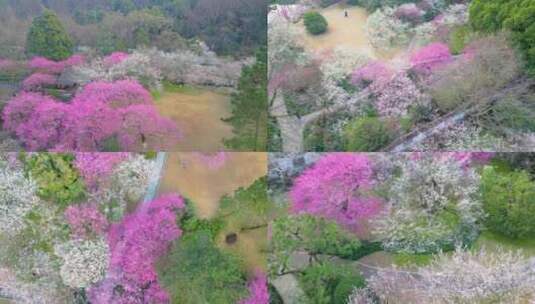 杭州植物园灵峰探梅梅花风景视频素材高清在线视频素材下载