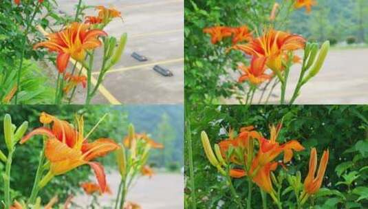 合集黄花菜萱草金针菜美食食物新鲜蔬菜高清在线视频素材下载