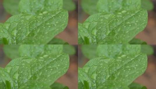 雨后叶子上的水珠实拍高清在线视频素材下载