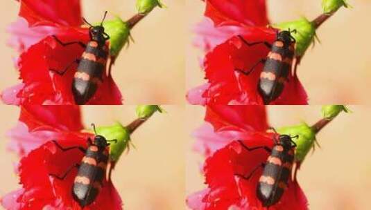 3750_黑色和红色甲虫在一朵红色的花上高清在线视频素材下载
