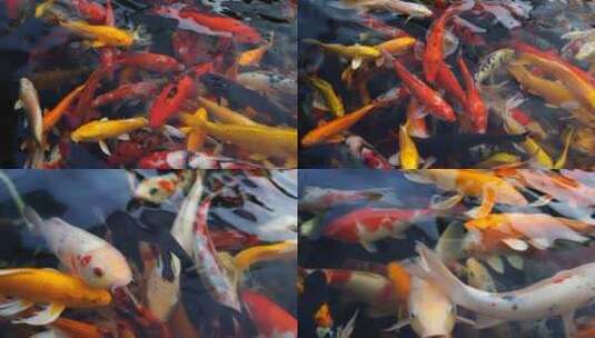锦鲤金鱼4K实拍视频素材高清在线视频素材下载