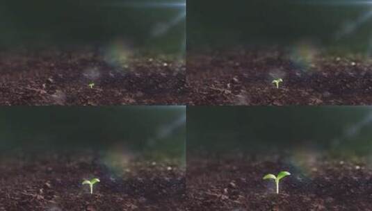 植物种子发芽 3高清在线视频素材下载