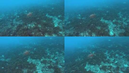 在水下游泳的海龟高清在线视频素材下载
