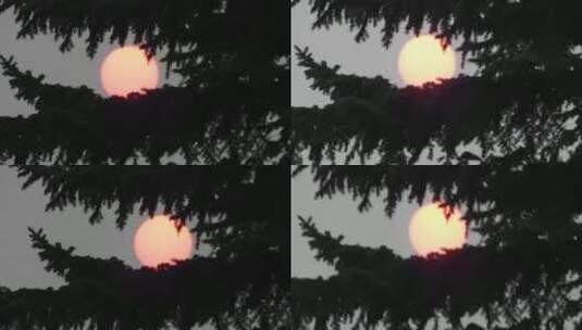 红色的太阳夹在树叶间高清在线视频素材下载