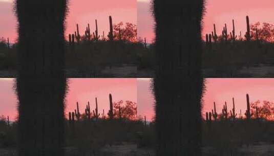 红色沙漠日落与仙人掌田野景观高清在线视频素材下载