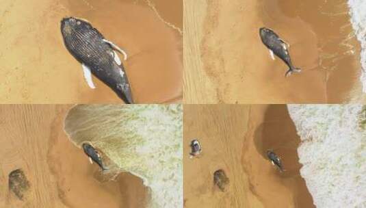 死去的鲸鱼躺在海滩上高清在线视频素材下载