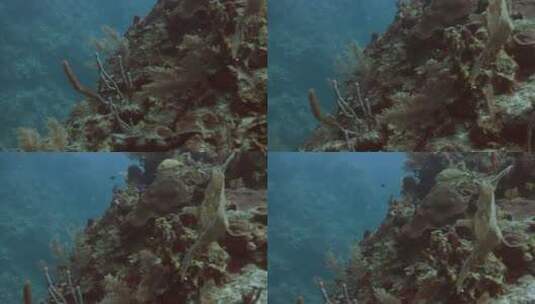 奇妙的海底世界高清在线视频素材下载