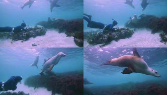 摄影师在水下拍摄海狮高清在线视频素材下载