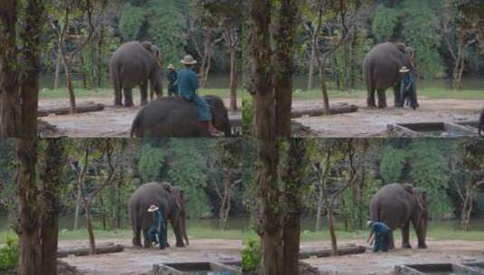泰国旅游视频泰国大象园大象拖拉木头表演高清在线视频素材下载