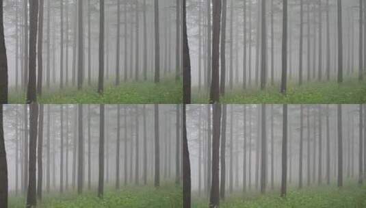 夏季迷雾森林实拍高清在线视频素材下载