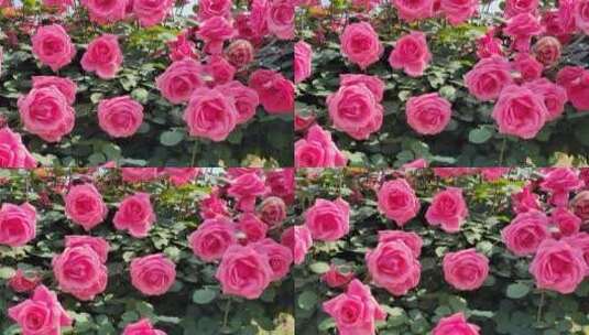 湖南衡阳金甲玫瑰园玫瑰花高清在线视频素材下载