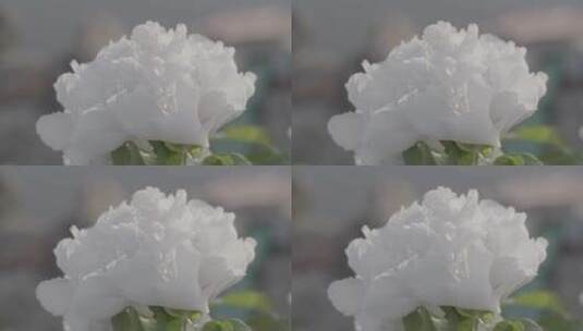 牡丹花种植LOG视频素材高清在线视频素材下载