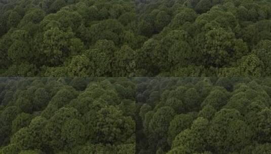 空中游览茂密的树木丛林高清在线视频素材下载