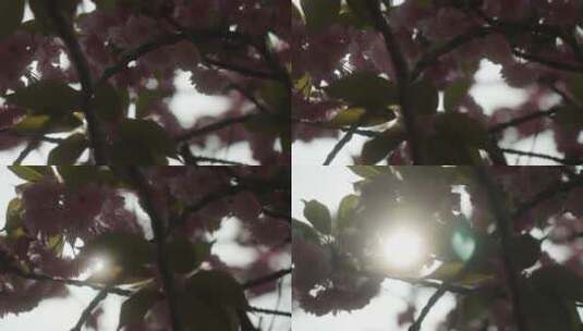 4K春天唯美樱花绽放逆光升格氛围感高清在线视频素材下载